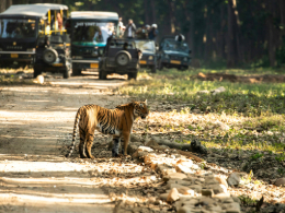 Jungle safari