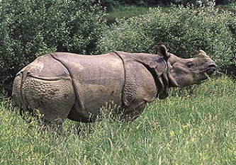 Fact About Indian Rhinoceros