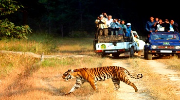 Jungle Safari An Ideal Way To Discover Wildlife