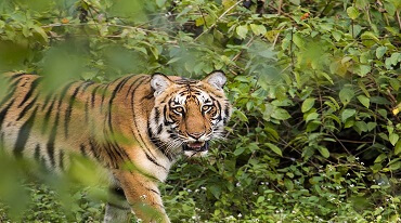 Increasing Population Of Tigers In Jim Corbett National Park