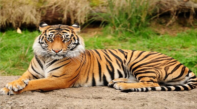 Bengal Tiger | Blog