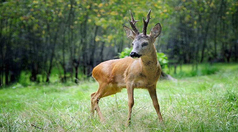 Deer Facts