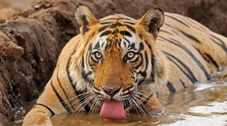 Tigers In Jim Corbett National Park | Blog