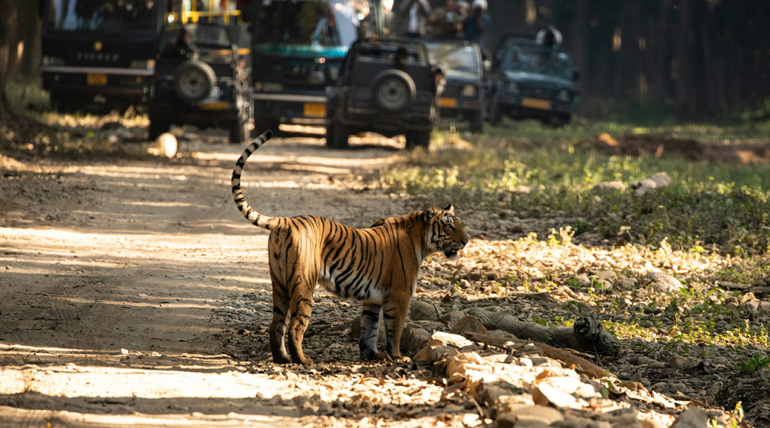 Photographs You Can Capture In Corbett