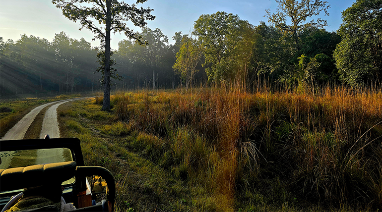 How to Choose the Best Jim Resort Corbett