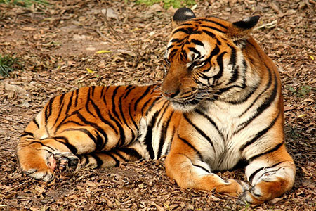 Safari in corbett