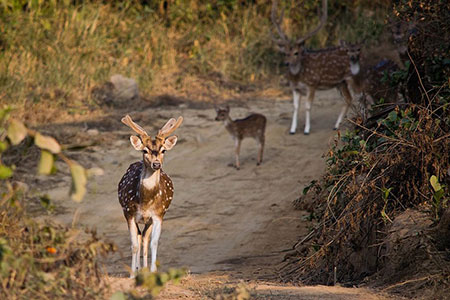 Safari in corbett