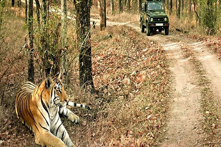 Safari in jim corbett